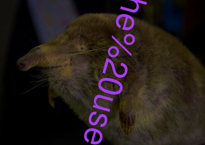 he used